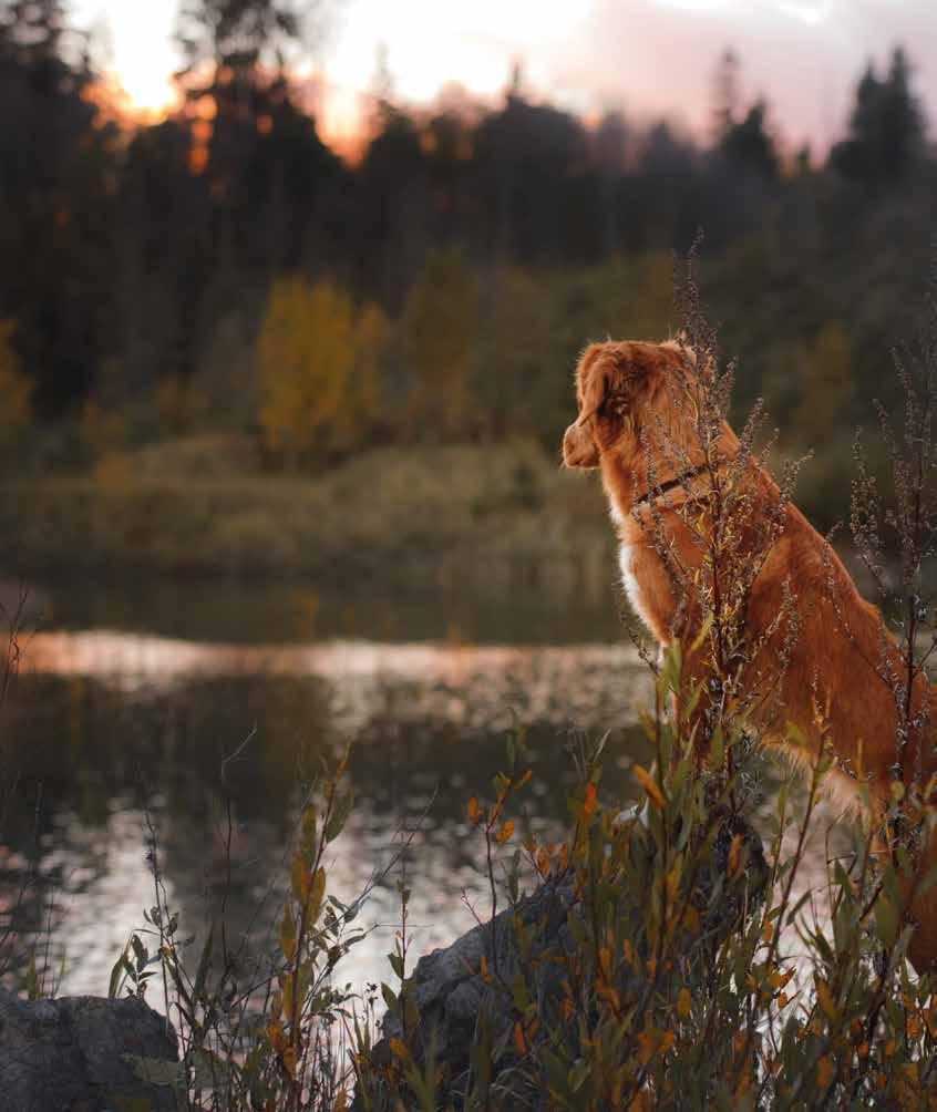 REJSTRÍK Naše společnost 4 Naše záruka 5 Správná volba Analýza krmiva 8 Holistic - Nature - Line Speciální vlastnosti