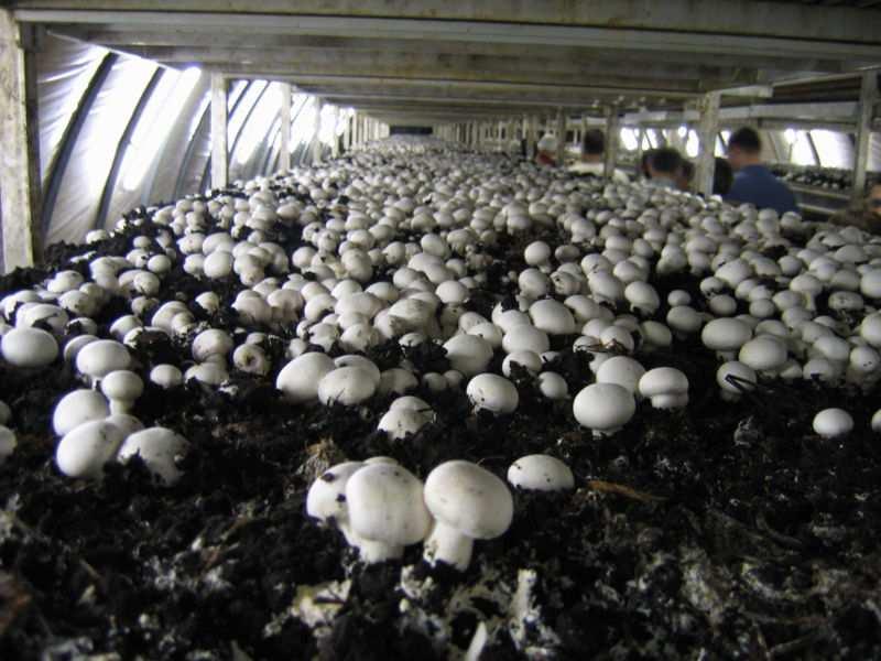 Význam hub a houbám podobných organismů v přírodě a pro člověka dekompozitoři rozkládají organické látky na anorganické symbióza mykorhiza lichenismus pokrm antibiotika plísně