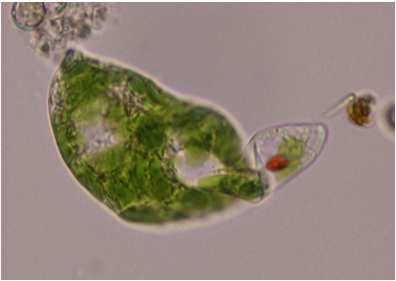 Třída Euglenophycae(krásnoočka) fotosyntetizující zástupci Euglena (krásnoočko) asi 50 autotrofních druhů