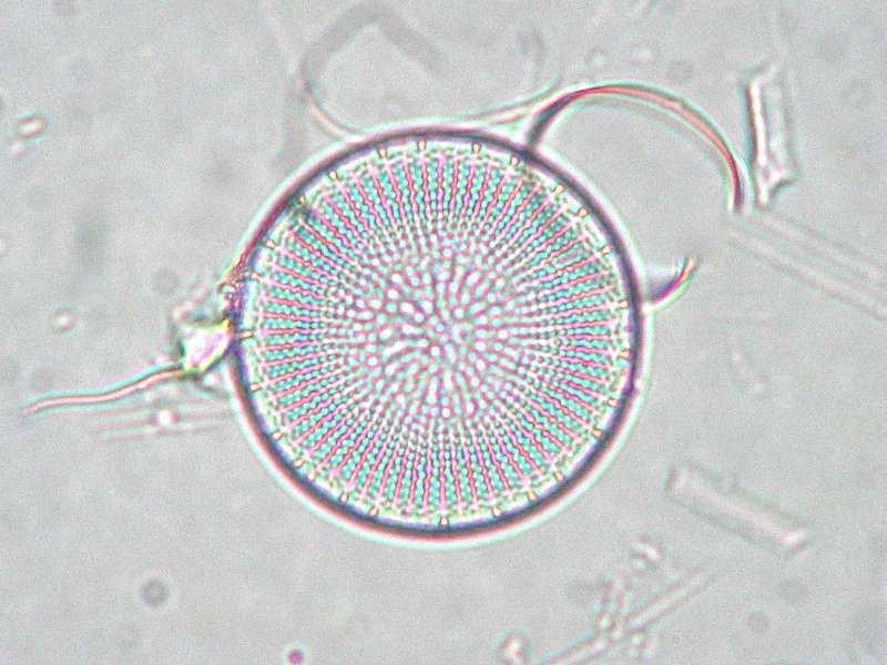 Třída Bacillariophyceae (rozsivky) Podtřída Coscinodiscophycidae centrické s paprsčitou symetrií, mořské i sladkovodní mezi naše nejběžnější planktonní rozsivky