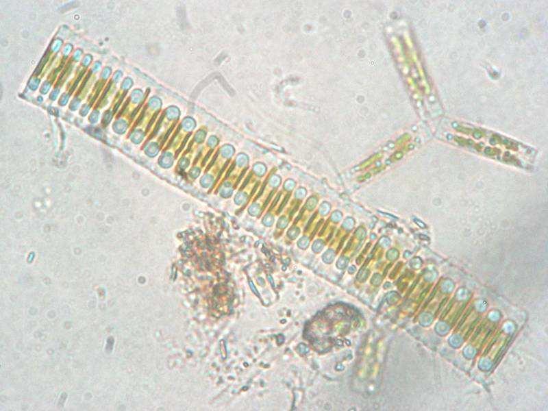 Třída Bacillariophyceae (rozsivky) Podtřída Fragilariophycidae penátní rozsivky s bilaterální symetrií ve sladkovodním planktonu