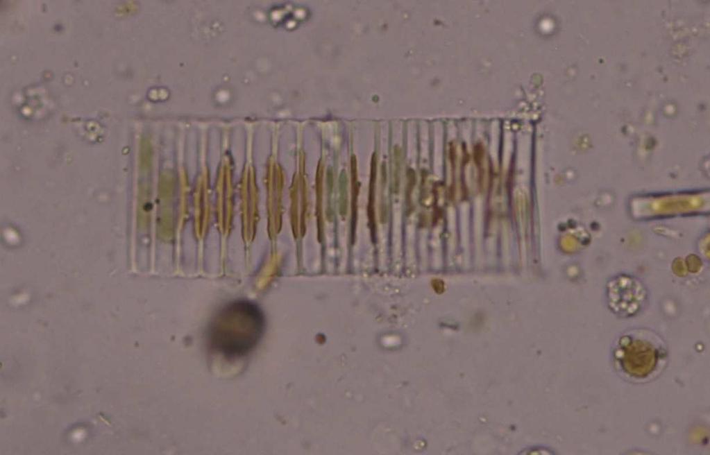 Třída Bacillariophyceae
