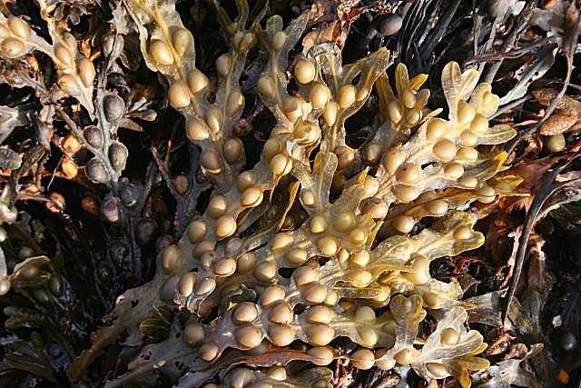 Třída Phaeophyceae (hnědé řasy) Řád Fucales bez střídání generací, G redukován pouze na gamety nebo množení fragmentací stélky Fucus skalnaté pobřeží severní polokoule hospodářsky