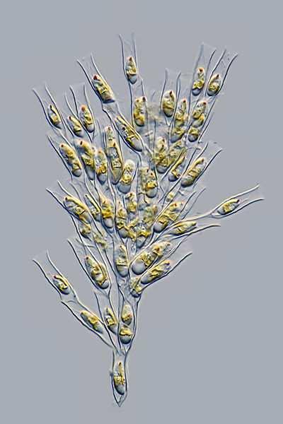 Třída Chrysophyceae(zlativky)* Řád Chromulinales v jarním planktonu rybníků můžeme najít například Chrysococcus rufescens nebo mnohobuněčné kolonie několika druhů rodu Dinobryon