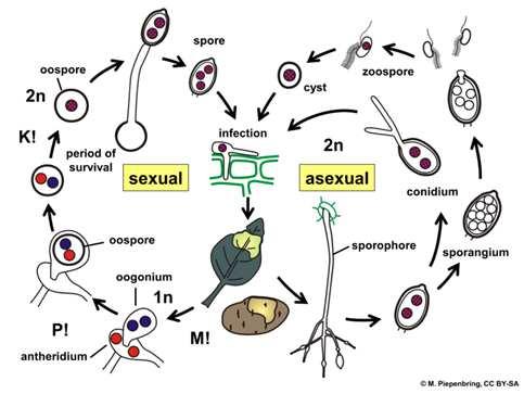 Řád Phythiales Phytophtora infestans (plíseň bramborová) životní cyklus Oddělení Pseudofungi /Oomycota(oomycety) Obrázek M. Piepenbring: CC BY-SA 3.0 https://upload.wikimedia.