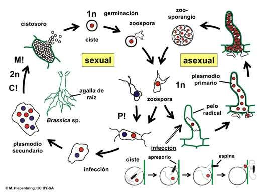 Řád Plasmodiophorida (nádorovky) vývojový cyklus Obrázek M. Piepenbring: CC BY-SA 3.0 https://upload.wikimedia.