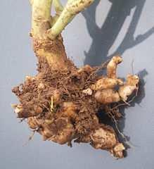 Řád Plasmodiophorida (nádorovky) Plasmodiophora brassicae (nádorovka kapustová) způsobuje nádorovitost košťálové zeleniny obranou je vhodná agrotechnika (nepěstovat na zamořeném pozemku 5-8 let