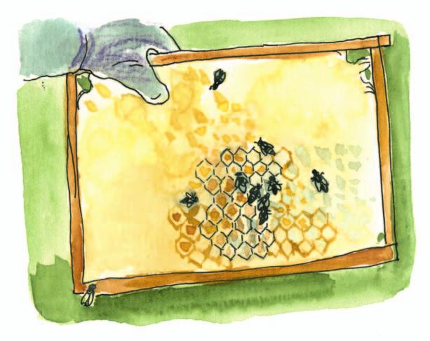 Ten včely ukládají v plástech, kde med zraje a na konec jej včely zavíčkují voskem, aby se nezkazil.