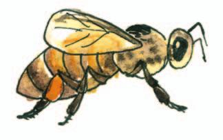 Vidíte, jak byly včely pro naše předky důležité. Včelí společenstvo Teď, když už víš, jak vypadá úl, podíváme se na jeho obyvatele.