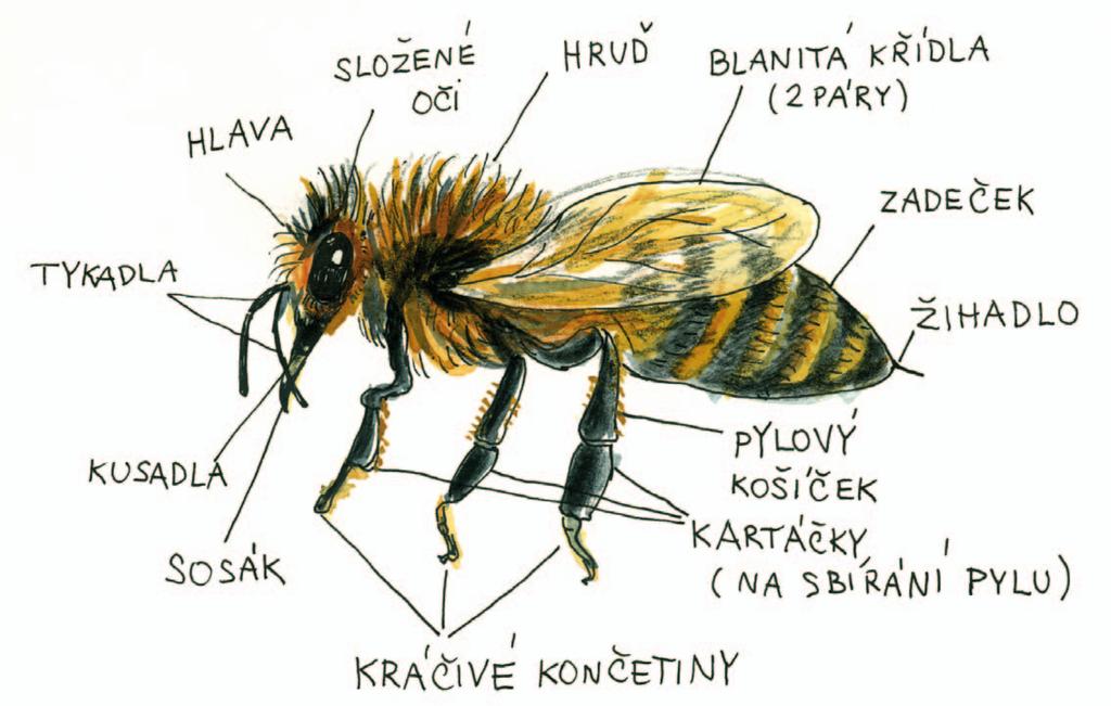 A jak vlastně taková včelka vypadá? Popis těla včely medonosné Tělo včely medonosné tvoří tři části: 1. Hlava je zde většina smyslových orgánů.