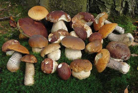 5. Půda Zemědělská půda je ve Zlínském kraji zastoupena 193 937 ha (počet parcel 740 856), což je 48,93 % z celkové výměry půdy a stupeň zornění představuje 63,5 %.