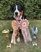 2018 titul HUNGÁRIA GRAND CHAMPION psovi DIAMOND BARROW Golden Bohemica CMKU/VSP/1926/13 nar. 3. 7.