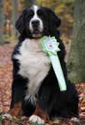 2017 titul Český Veterán Šampion Hungarian Kennel Club udělil dne 14. 10.