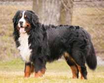 2018 titul ČESKÝ ŠAMPION Hungarian Kennel Club udělil dne 21. 5.