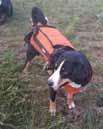 Začaly jsme cvičit sportovní kynologii včetně obran, agility, vyzkoušely jsme coursing, canicross, obedience.