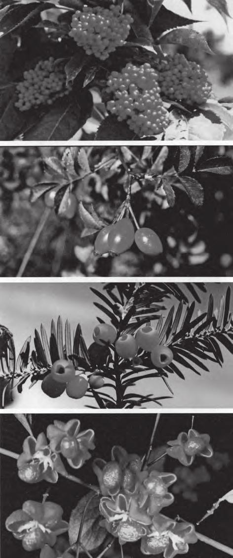 Obživu ptactvu nabízejí: jeřabina (Sorbus aucuparia) 63 druhům, bez černý (Sambucus nigra) 62 druhům, ptáčnice (Prunus avium) 48