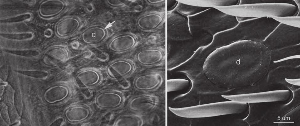 Obr. 3: Pórovité destičky a čichové chloupky pod mikroskopem (vlevo) a pod rastrovým elektronickým mikroskopem (vpravo).