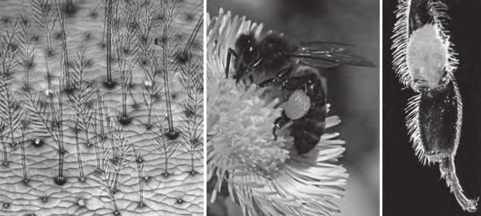 Dole vlevo: Detail kartáčku, na němž jsou zachycena četná pylová zrnka. Dole vpravo: Špička jedné štětinky a proti ní tři podélně rýhovaná pylová zrnka.