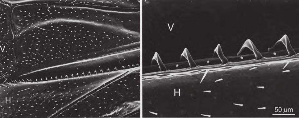 Spodní pohled na spojené přední (V) a zadní (H) křídlo. Blány křídel jsou vyztuženy podélnými a příčnými žilkami a jsou porostlé nepatrnými chloupky.