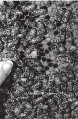 Silný roj chycený během nektarové snůšky do úlu vybaveného mezistěnami, postaví rychle plásty ve třech nástavcích a zaplní je medem.