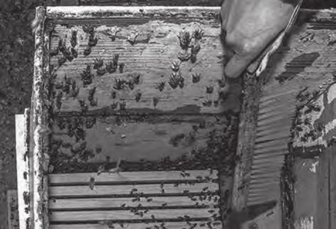 Po ometení všech plástů do nového úlu s mezistěnami umístím původní nástavek se zbylými včelami navrch a smetu do nového úlu i tyto zbylé včely. stěnami.