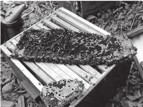 Usazení divokých včelstev do Langstrothů není vůbec jednoduché V okrese Nosy Varika se