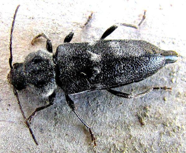 Tesaříci (Cerambycidae) jsou nejvýznamnějšími škůdci technického dřeva, larvy vyţírají chodbičky v povrchové vrstvě dřeva, při intenzivnějším napadení postupují i dále ke středu prvku.
