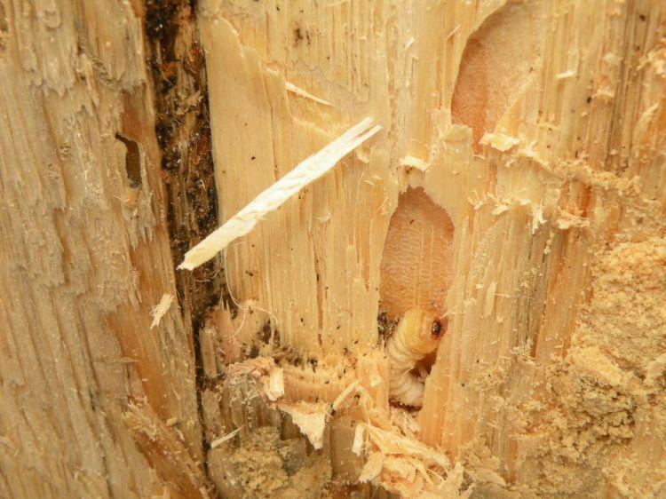 Největší nebezpečí těchto druhů je schopnost vyvíjet se ve dřevě po dobu několika generací, přičemţ stádium larvy trvá i několik let (obvykle 1 3 roky).