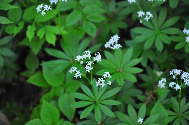 Řád Gentianales Čeleď Rubiaceae