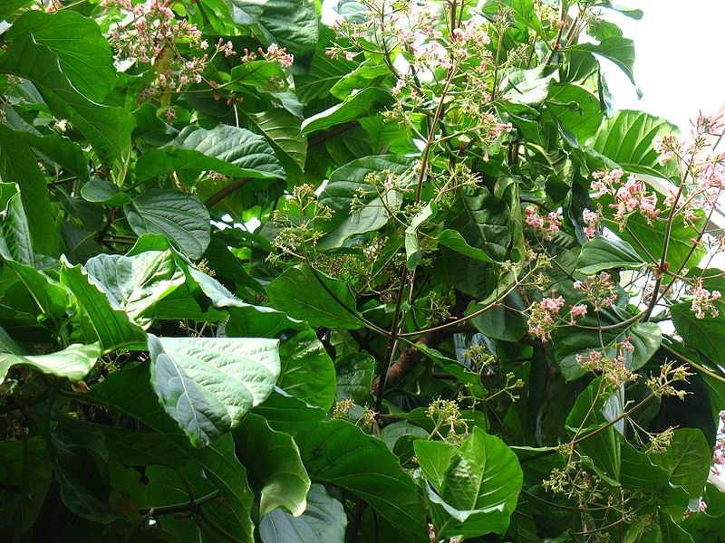 Řád Gentianales Čeleď Rubiaceae (mořenovité) Cinchona(chinovník) několik druhů, pochází z tropů Jižní Ameriky, pěstuje se i v Asii pro kůru, která obsahuje chinin a další alkaloidy