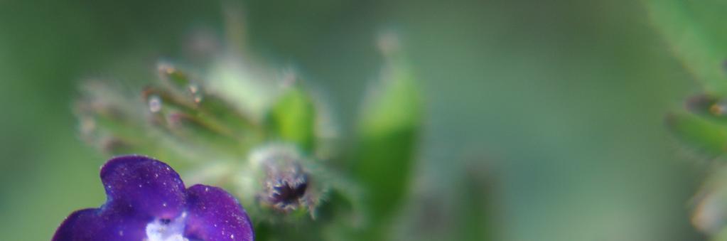 Řád Boraginales Čeleď Boraginaceae