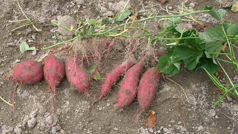 Řád Solanales Čeleď Convolvulaceae (svlačcovité) Ipomea batatas (povijnice jedlá) původem v tropické Americe se pěstuje po celých tropech pro jedlé kořenové hlízy vážící až 6 kg (sladké