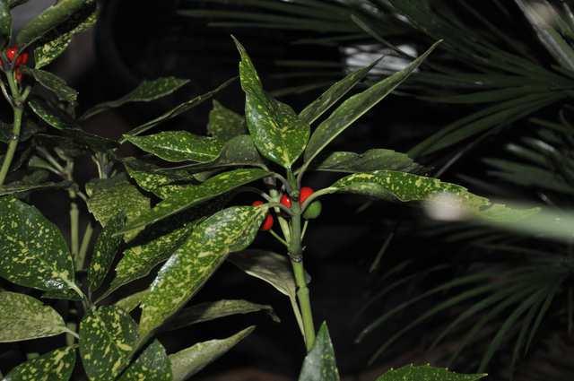 Garryales** according to APG IV only two families Family Garryaceae evergreen, woody plants distribution: W.