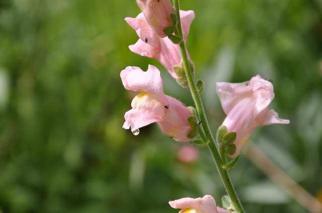 Řád Lamiales Čeleď Plantaginaceae (jitrocelovité)* Antirrhinum (hledík)