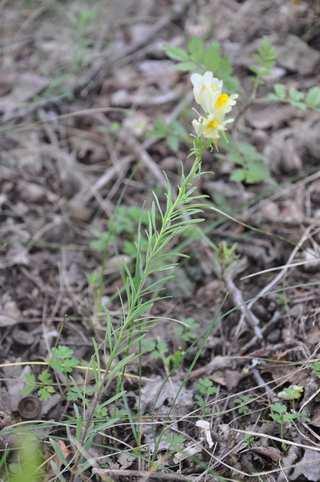 Řád Lamiales Čeleď Plantaginaceae (jitrocelovité) Linaria