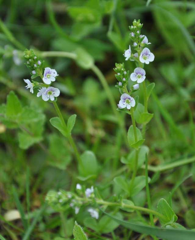 Řád Lamiales Čeleď Plantaginaceae