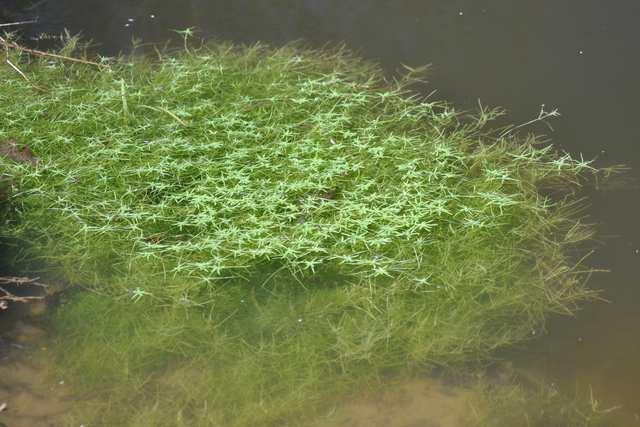 Řád Lamiales Čeleď Plantaginaceae (jitrocelovité)* Callitriche (hvězdoš) vodní a mokřadní byliny s drobnými