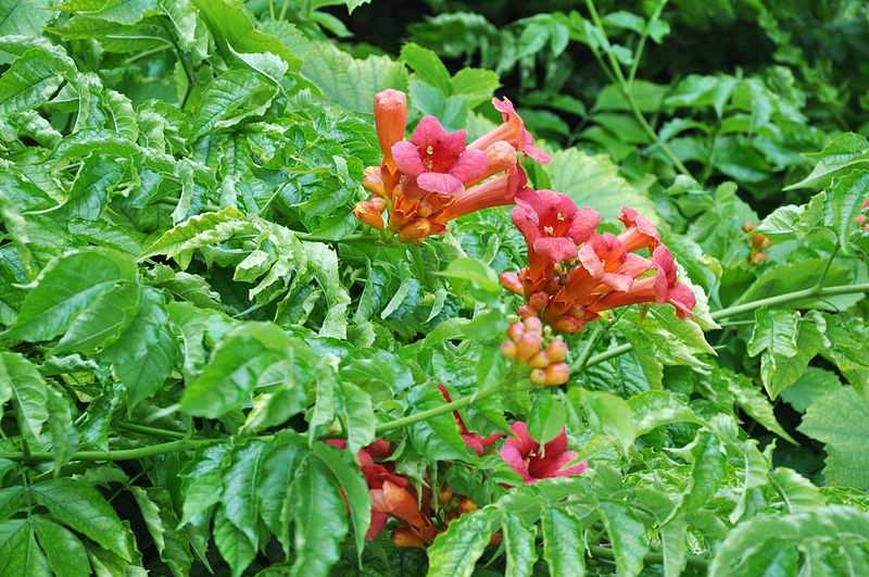 Řád Lamiales Čeleď Bignoniaceae (trubačovité)** Campsis radicans (trubač kořenující) liána s mohutnými květy, u nás pěstována pro okrasu v teplejších oblastech v tropech se další druhy pěstují jako