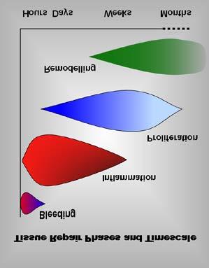 Po vymknutí kotníku následují 4 fáze. 1. Krvácení 2. Zánět 3. Proliferace 4. Remodelace S postupem jednotlivých fází dochází k obnově síly vaziva. [Obr.