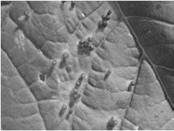Aceria spp.