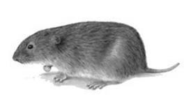 bělásek zelný