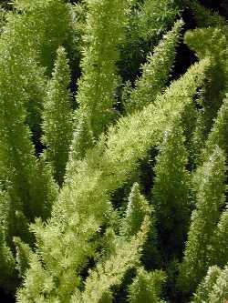 Asparagus densiflorus Meyeri - asparágus č.