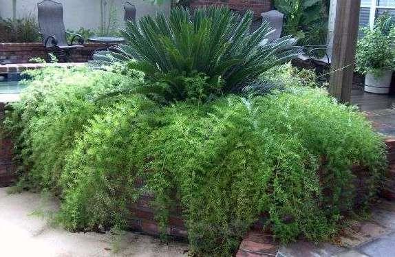 č. Asparagaceae nároky