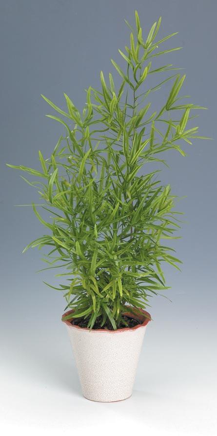 Asparagus falcatus -