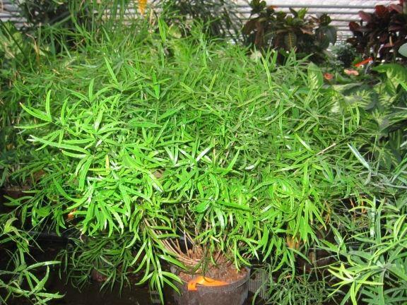 Asparagaceae nároky a