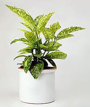 Aucuba japonica - aukuba č.