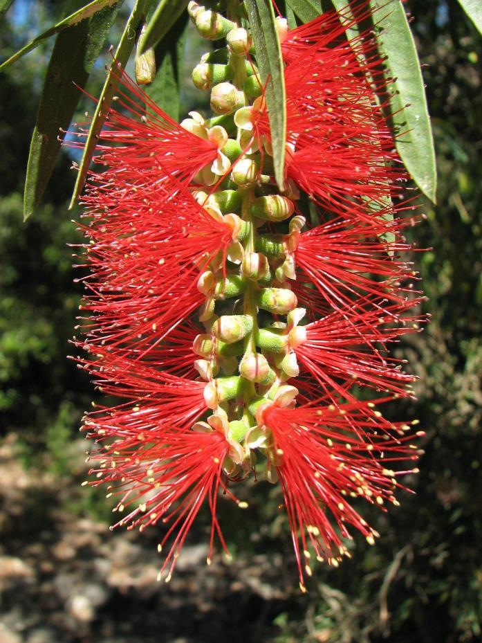 Callistemon - calistemon,