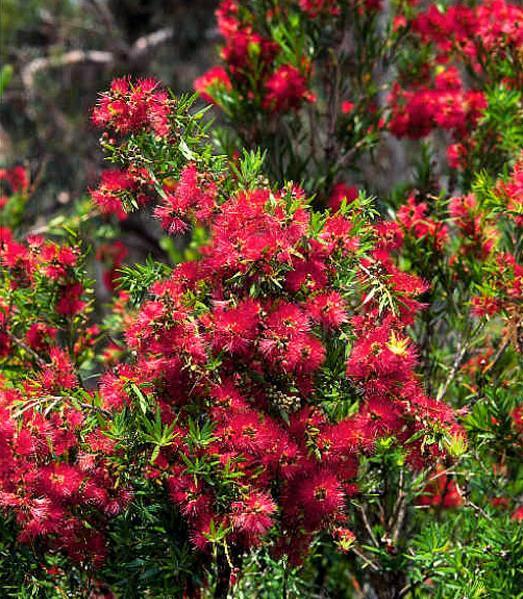 Myrtaceae původ: Austrálie