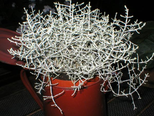 Calocephalus brownii -