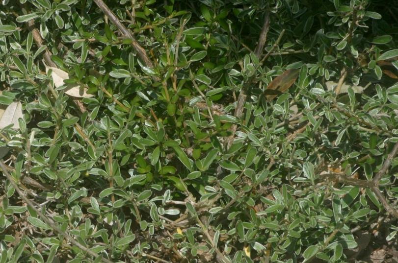 Coprosma kirkii Variegatum č.
